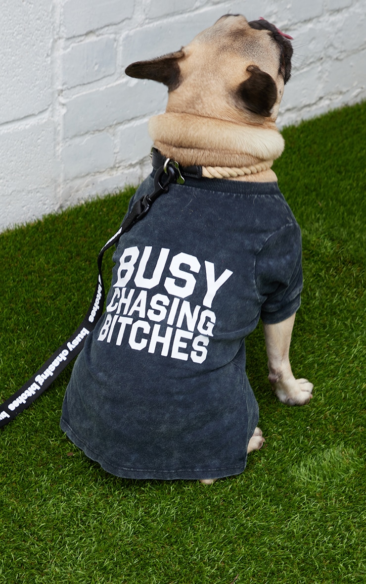 Typo Pet Club Busy Chasing B*****s Dog Tshirt Accessories PLT