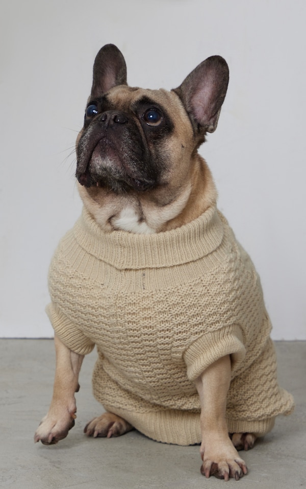 Cream Cable Knit Dog Jumper Home PrettyLittleThing