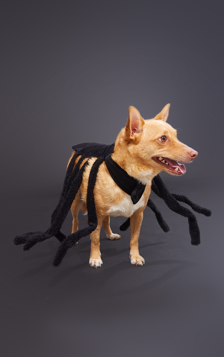 Black Dog Spider Legs Halloween Costume PrettyLittleThing IL