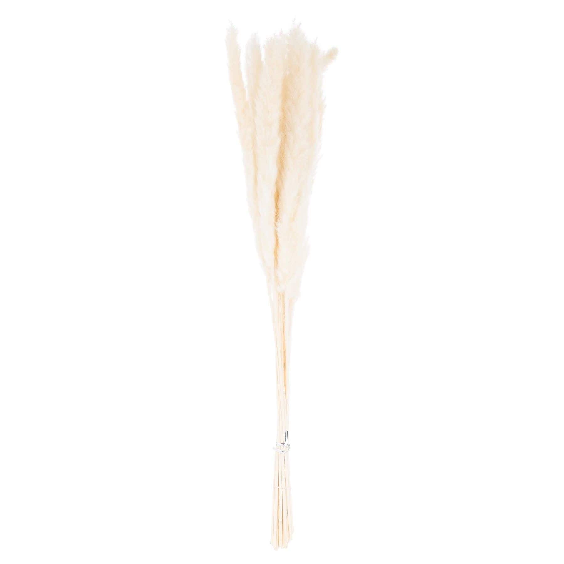 Sostter Mini White Pampas Grass Set of 15 Decorative Stems image 2