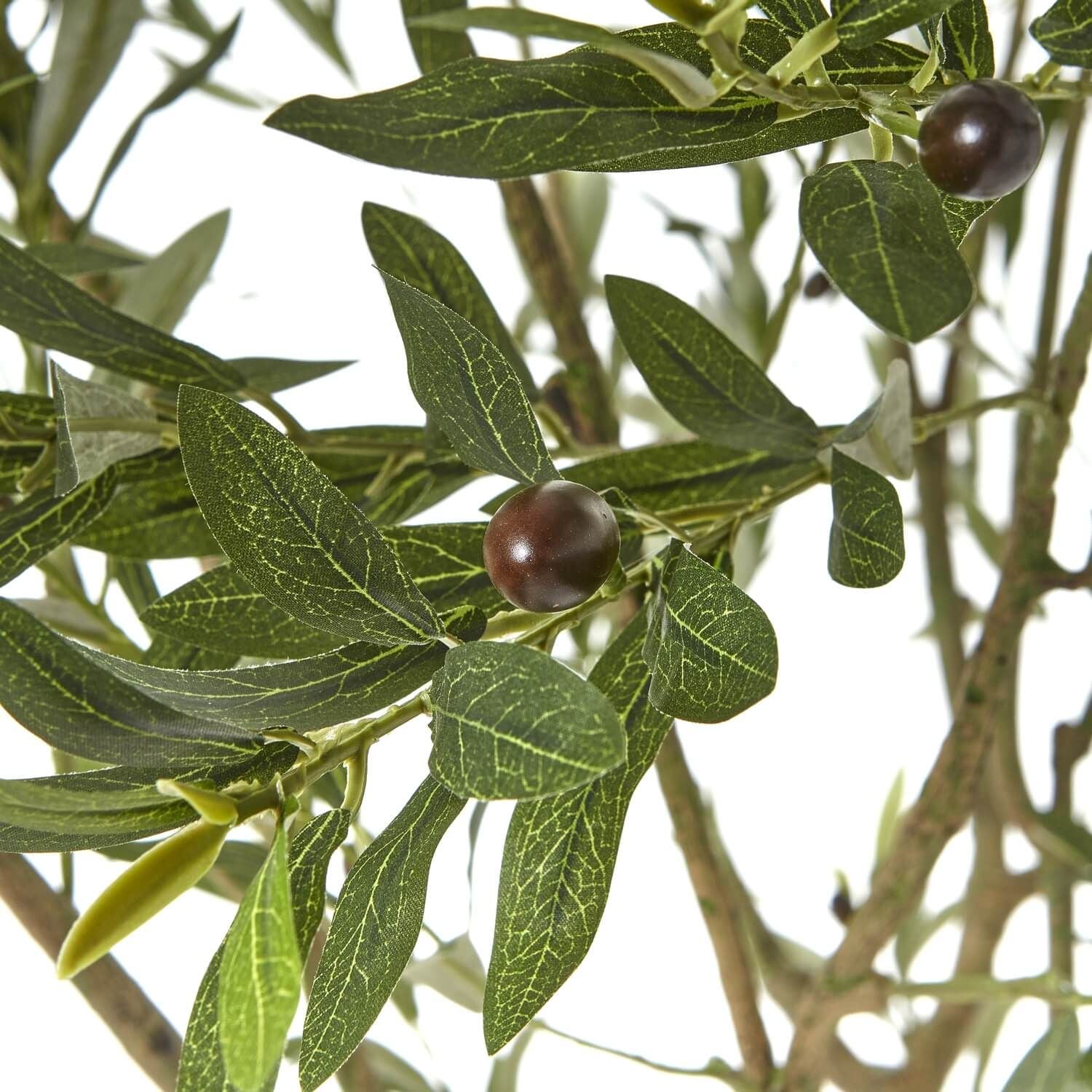 Sostter Olive Tree in White Pot 240cm Mediterranean Style image 2