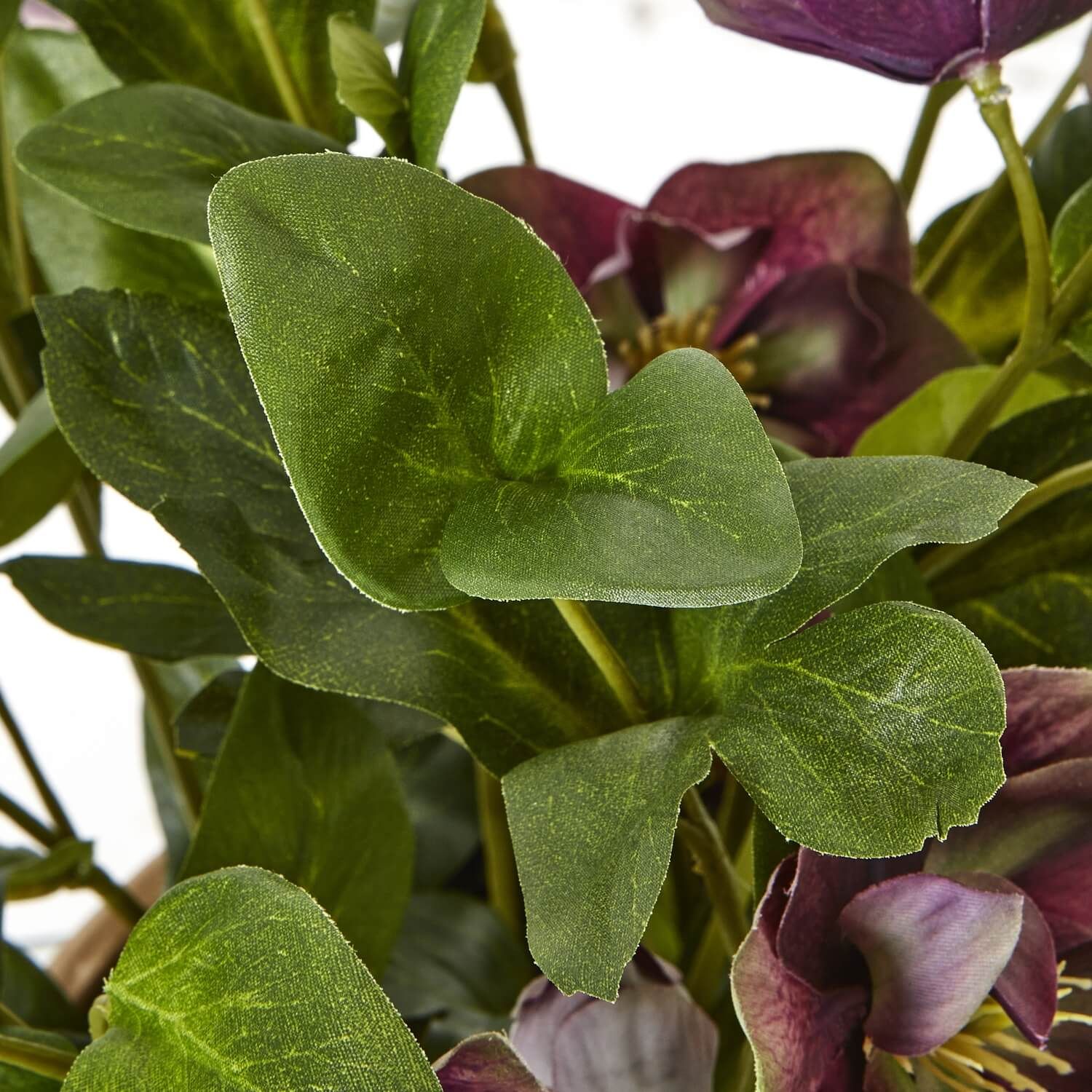 Sostter Plum Hellebore Plant in Taupe Pot image 8