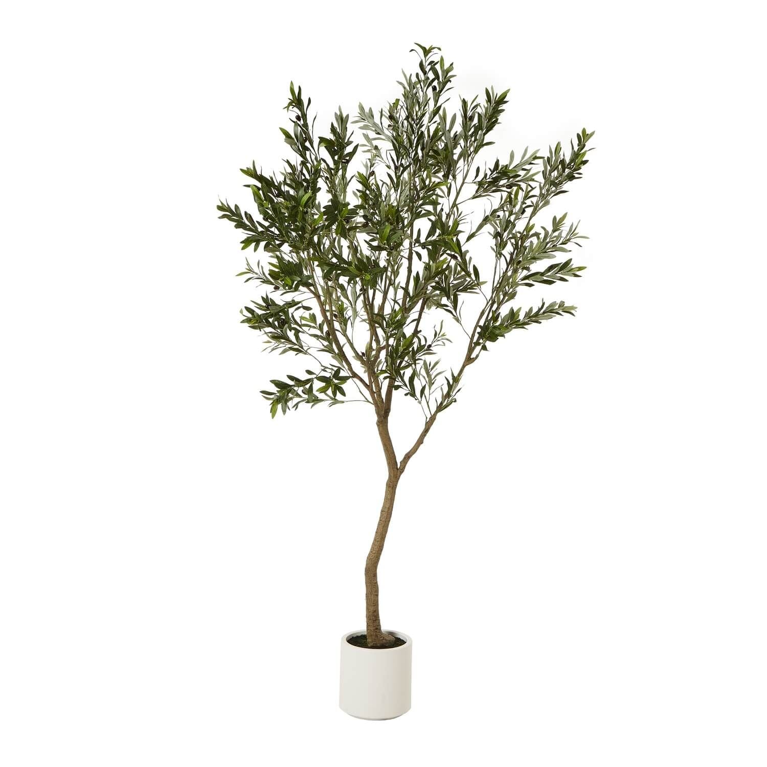 Sostter Olive Tree in White Pot 240cm Mediterranean Style image 1
