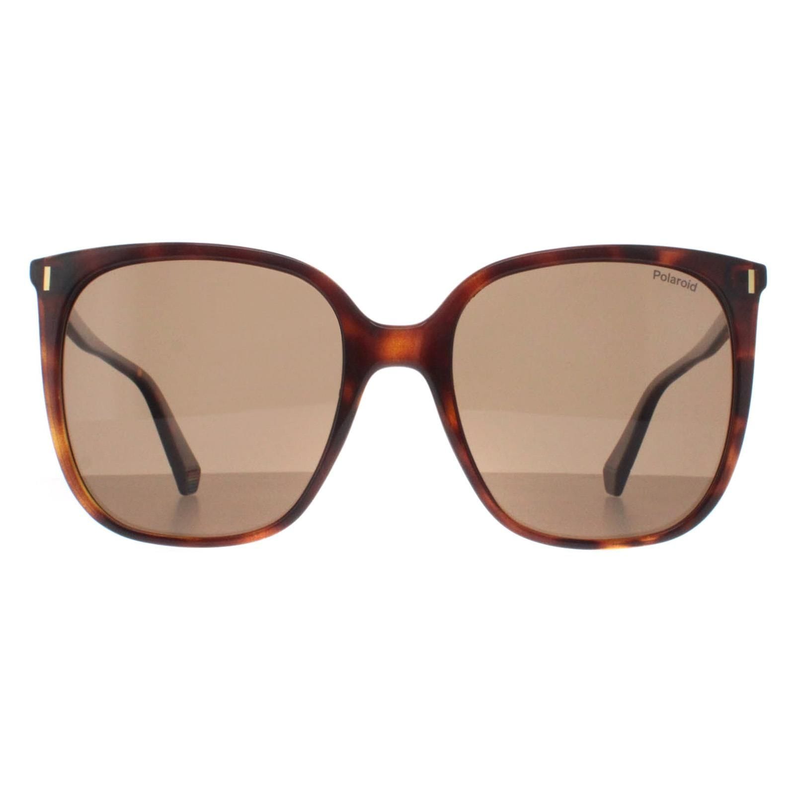 Polaroid Square Havana Bronze Polarized PLD 6218/S image 1