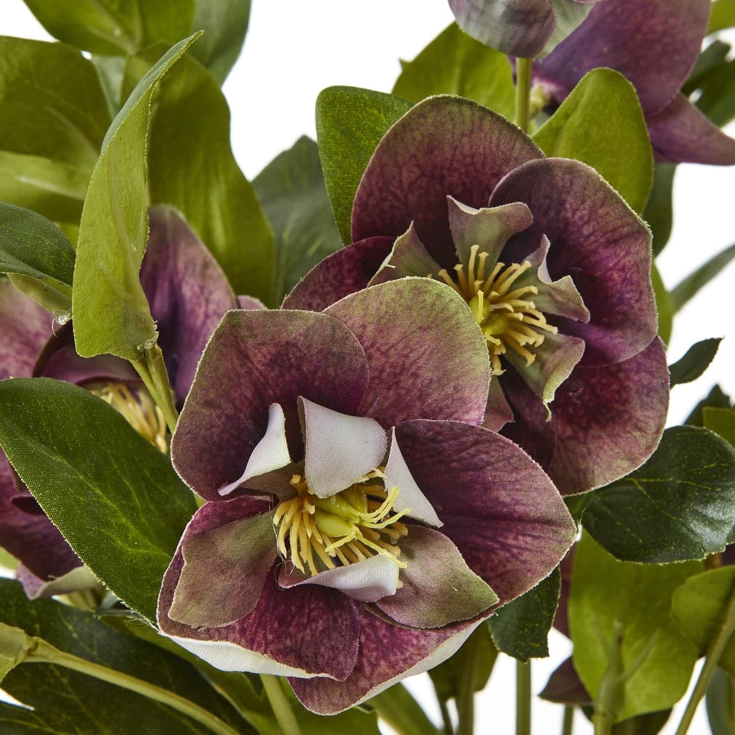 Sostter Plum Hellebore Plant in Taupe Pot image 5