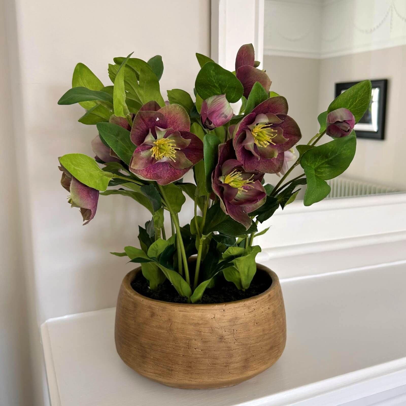 Sostter Plum Hellebore Plant in Taupe Pot image 7