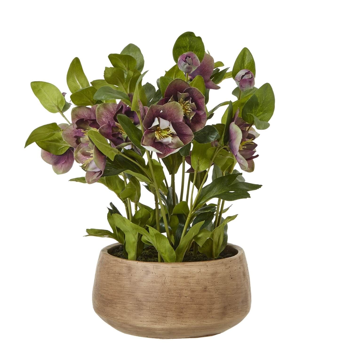 Sostter Plum Hellebore Plant in Taupe Pot image 11