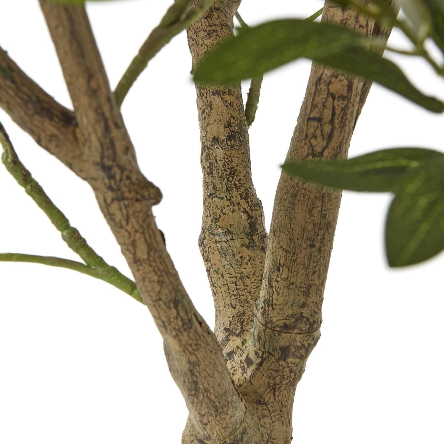 Sostter Olive Tree in White Pot 240cm Mediterranean Style image 3