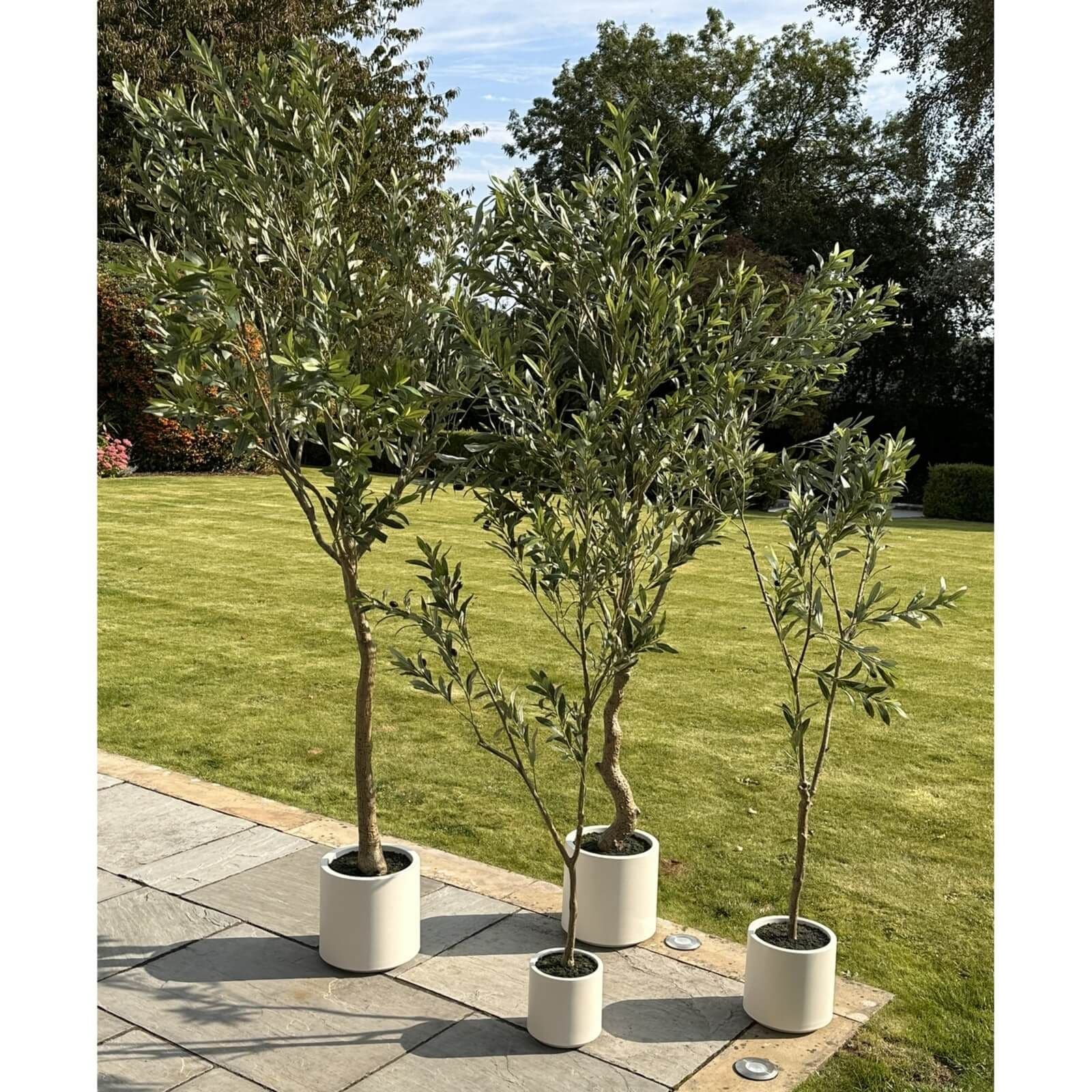 Sostter Olive Tree in White Pot 240cm Mediterranean Style image 5