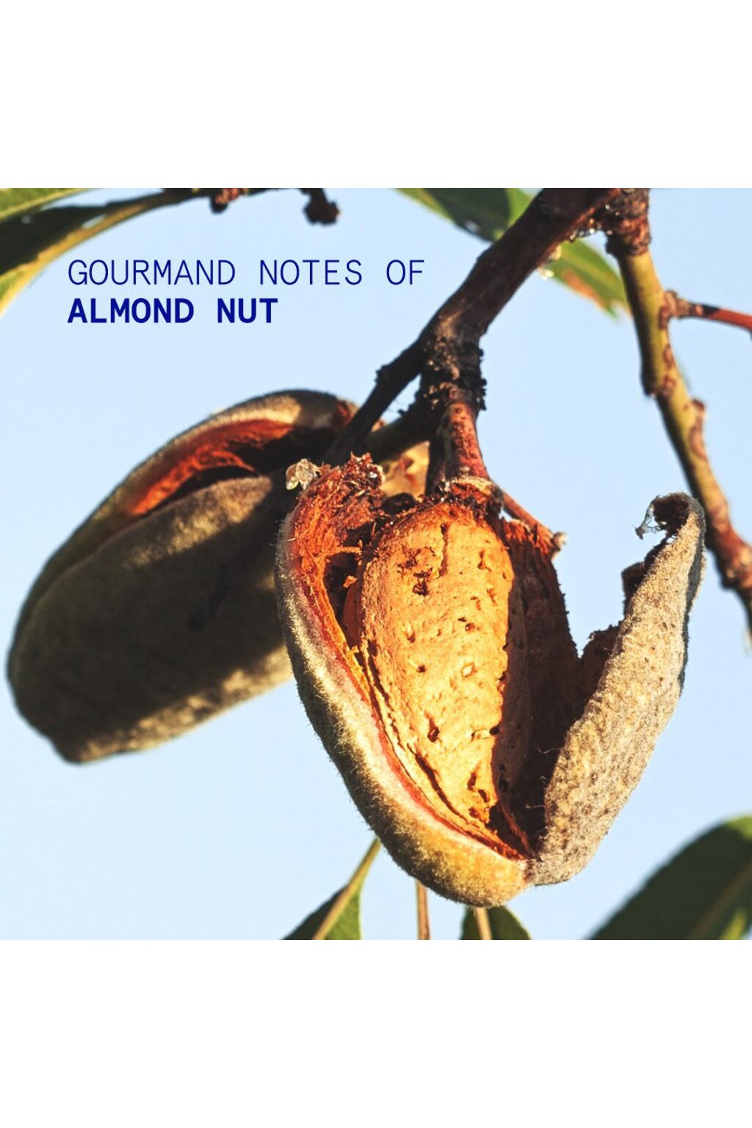 Korres Almond Nut Hand Cream 50ml Multi image 3