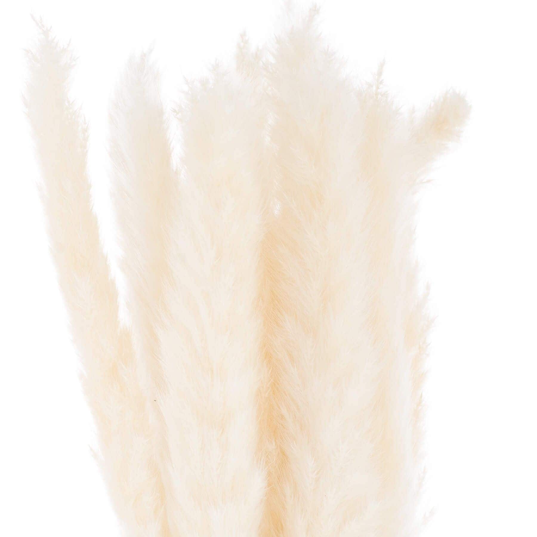 Sostter Mini White Pampas Grass Set of 15 Decorative Stems image 1