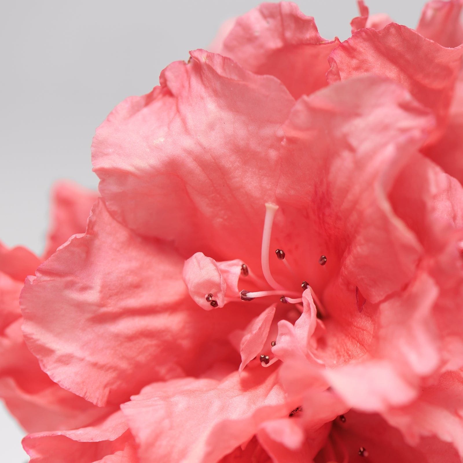 BABOR Skinovage Purifying Mask 50ml image 3