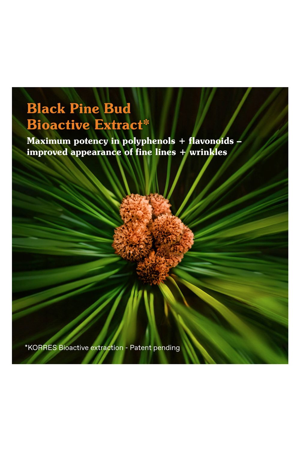 Korres Black Pine Primus Booster 30ml Multi image 4