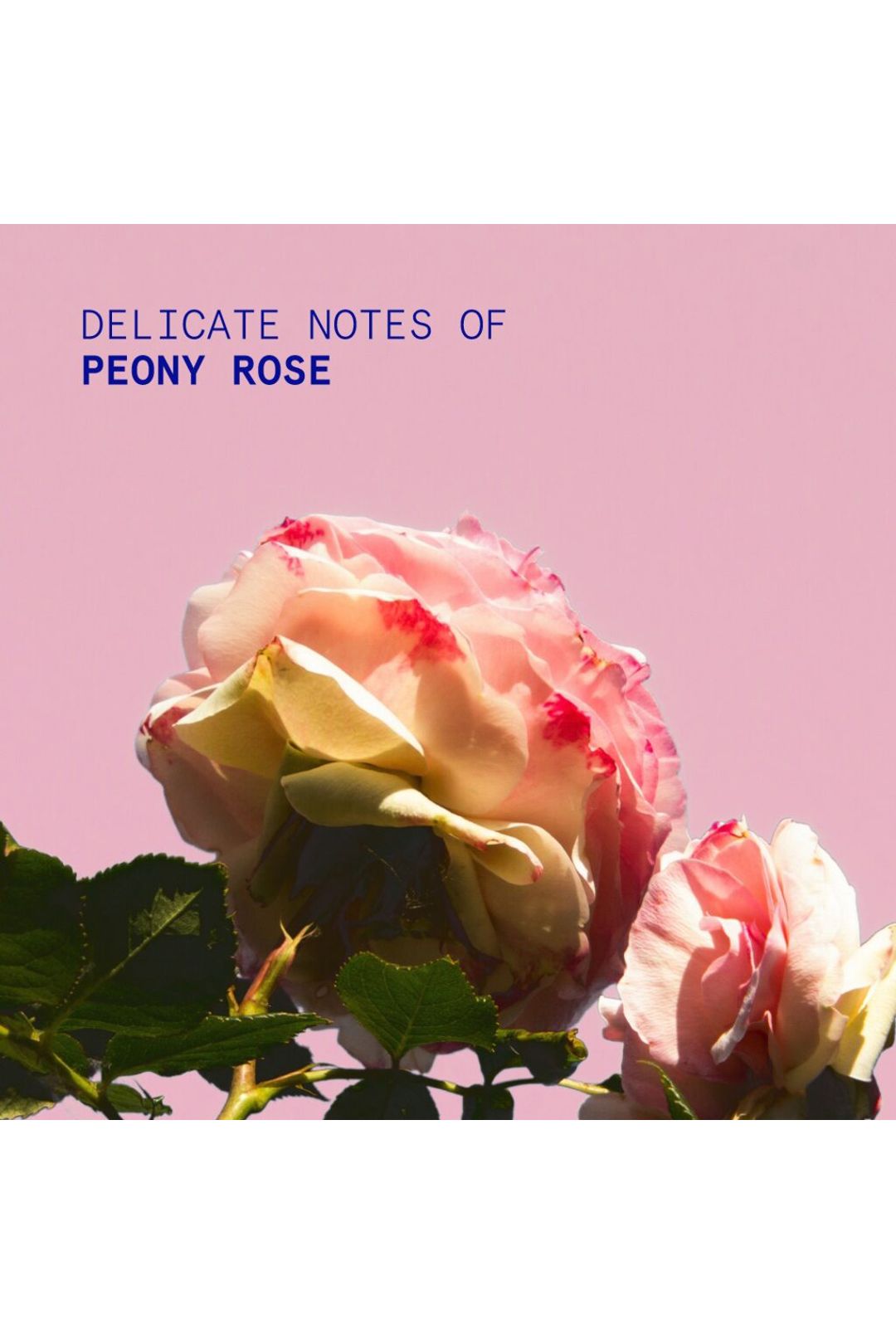 Korres Peony Rose Hand Cream 50ml Multi image 3