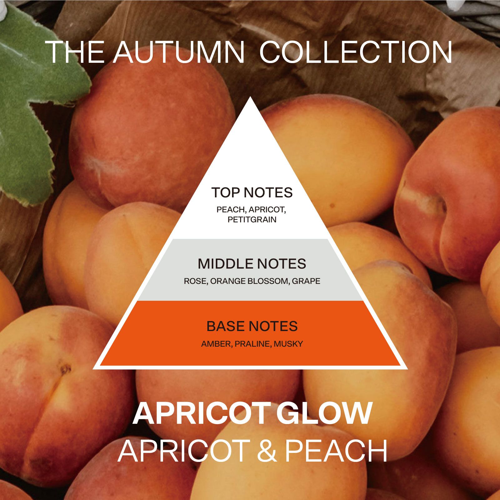 French Connection Apricot & Peach Reed Diffuser 100ML Square Design image 2